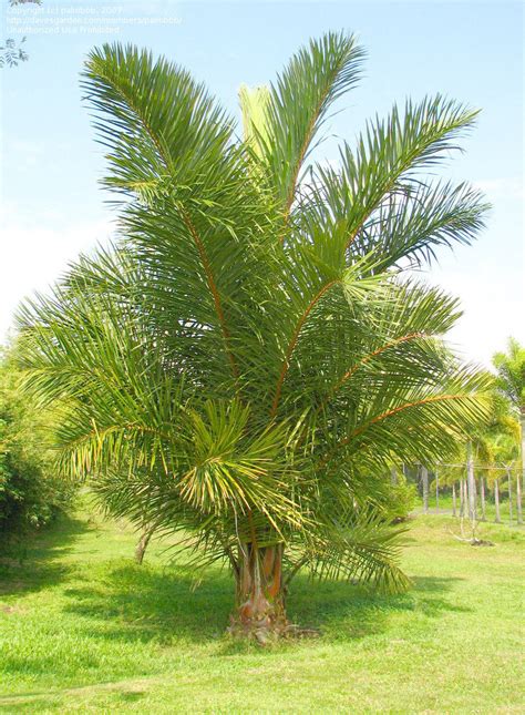 Raffia Palm (Raphia Farinifera) Or Floury Raphia